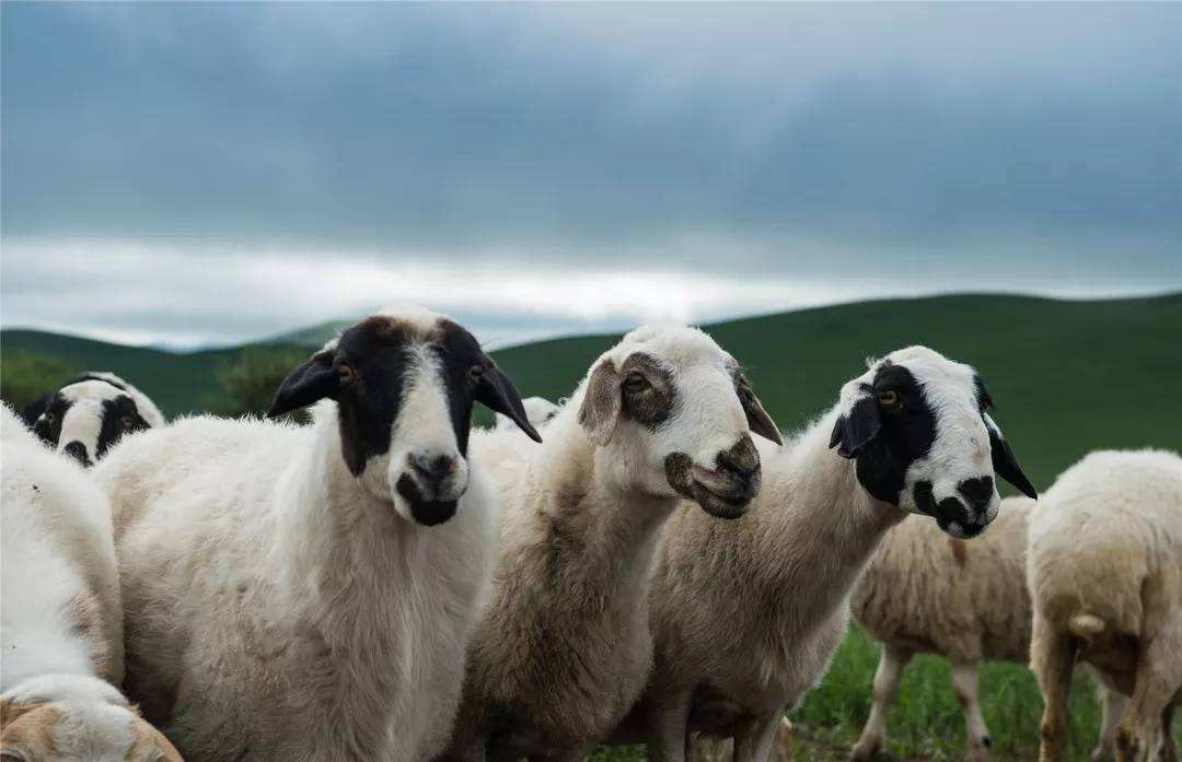 china-focus-the-gift-of-30-000-sheep-opens-new-doors-in-mongolia